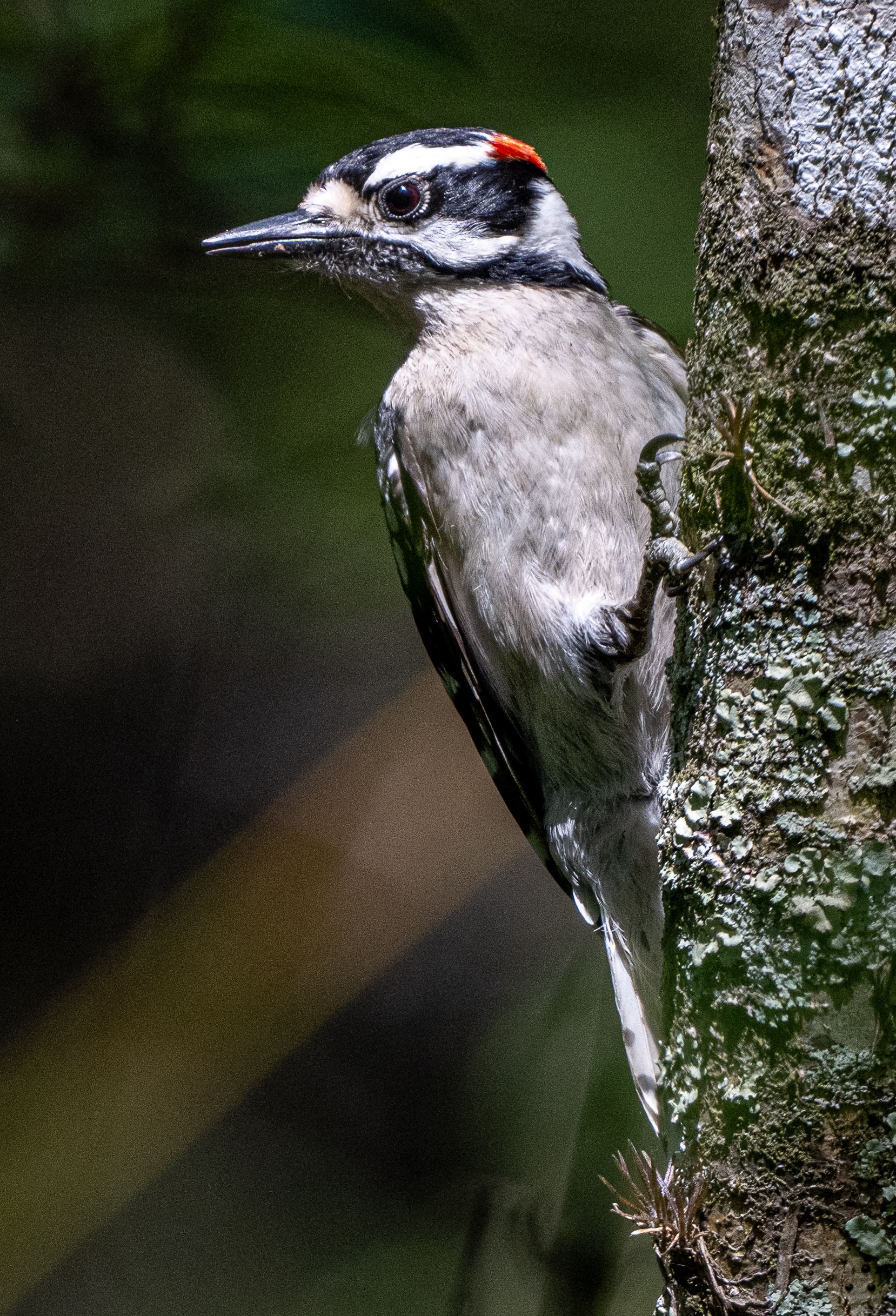 Downey Woodpecker