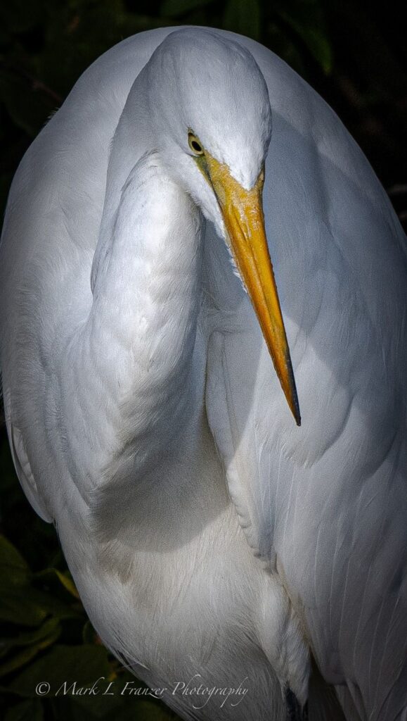 Great White Heron
